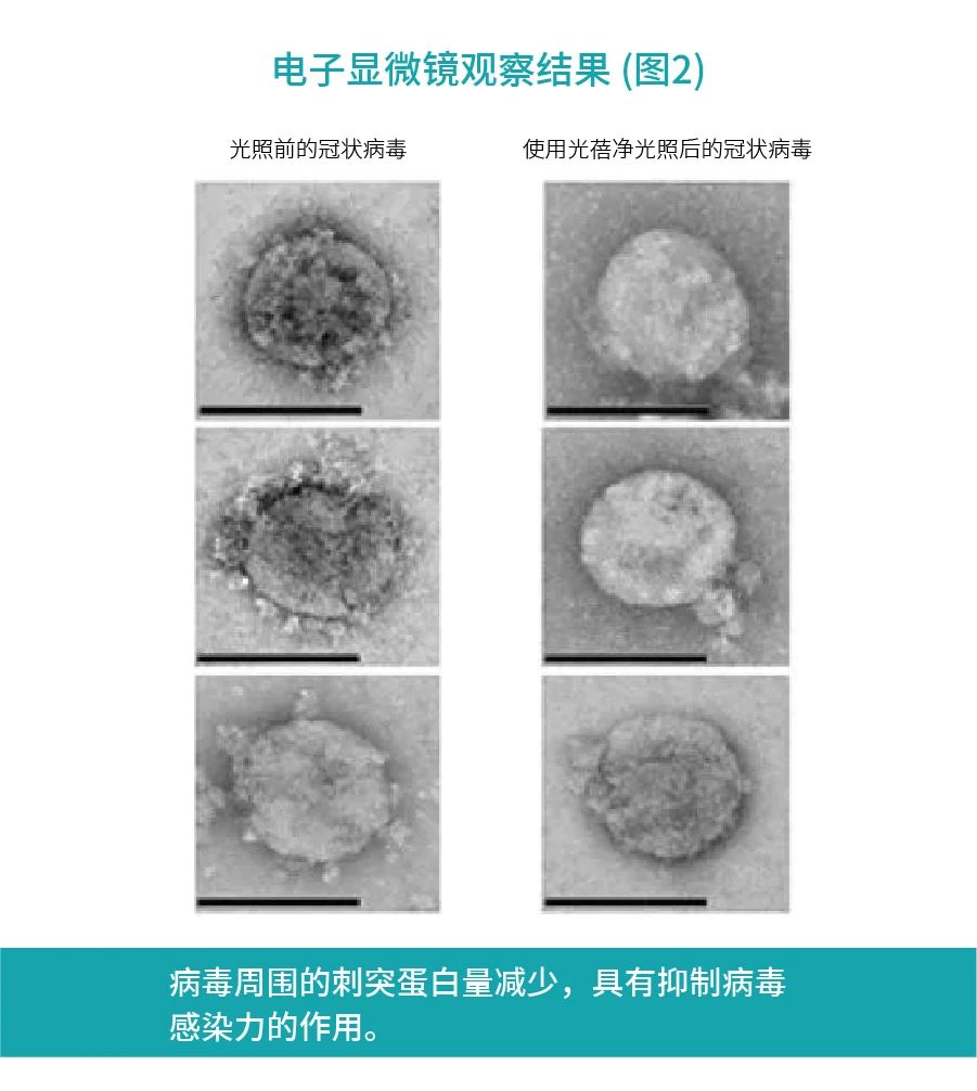 电子显微镜观察结果